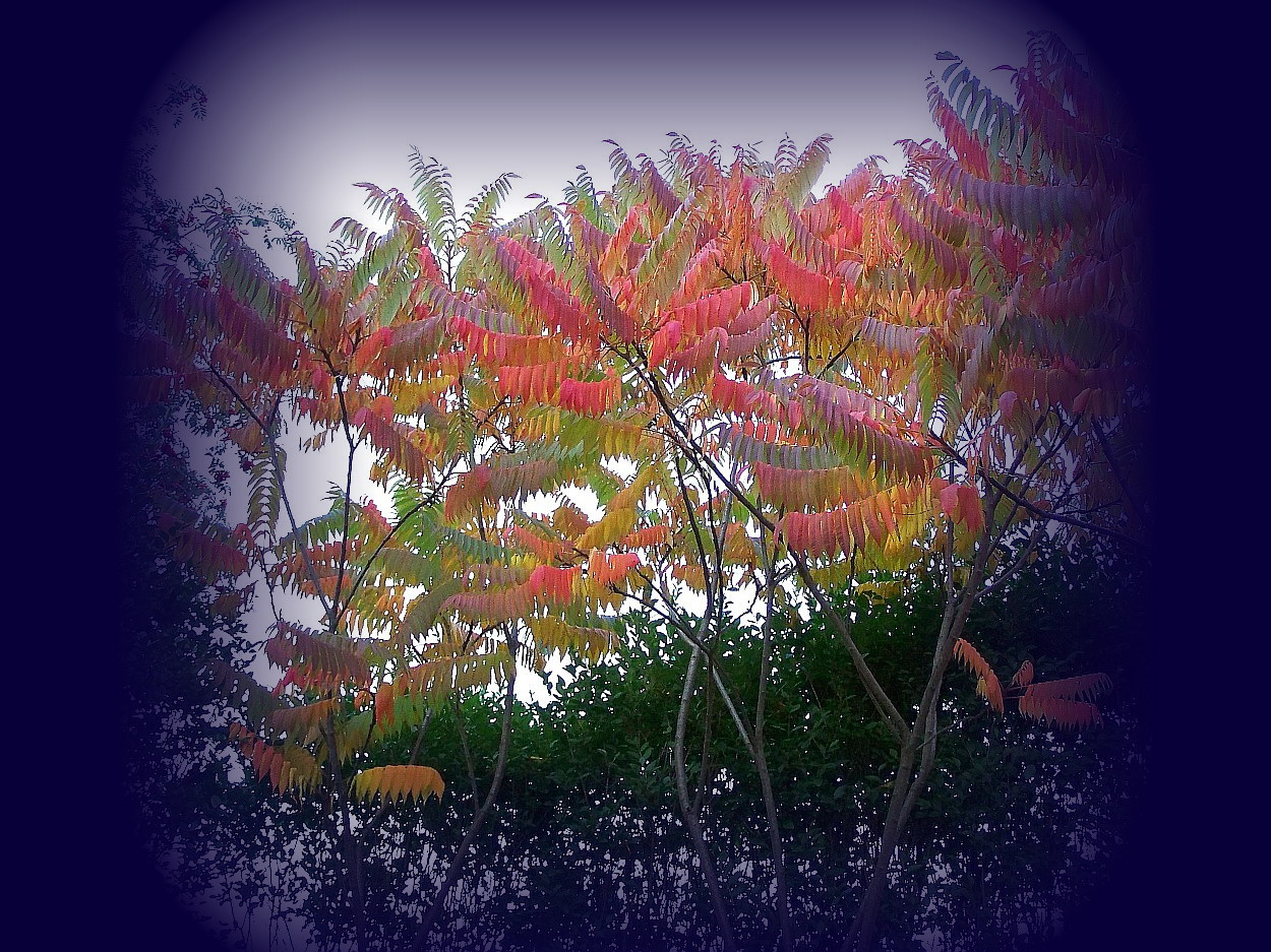 őszi színek, sárga-piros-bordó-lila-zöld