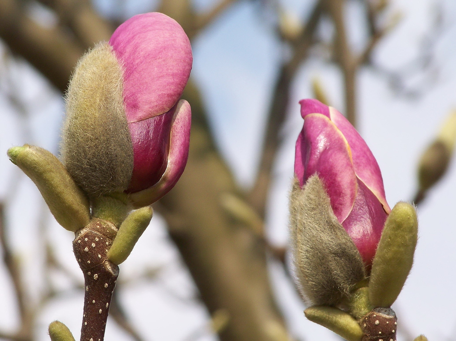 tulipánfa, bimbók