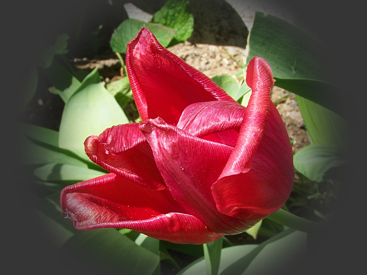 tulipán, a kiglancolt