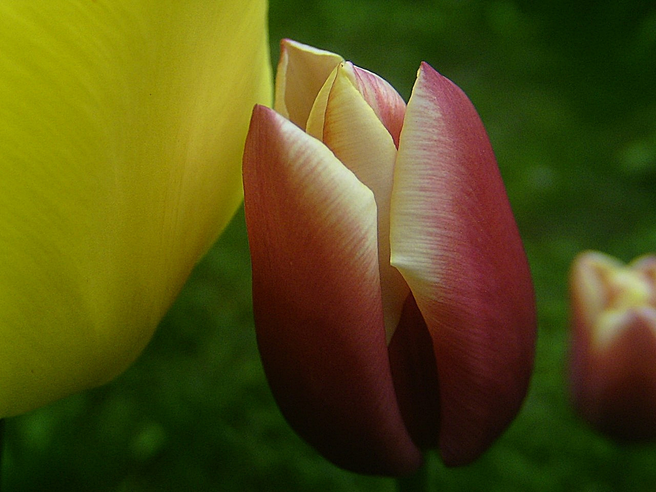 tulipán, a nagytestvér védelmébenl