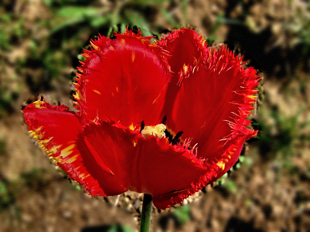 tulipán, szabdalt szirmú cirmos