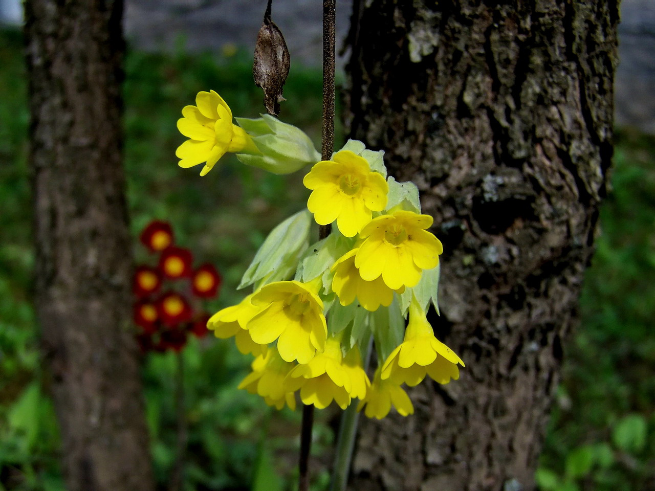 vadvirágok, kankalin-sárga