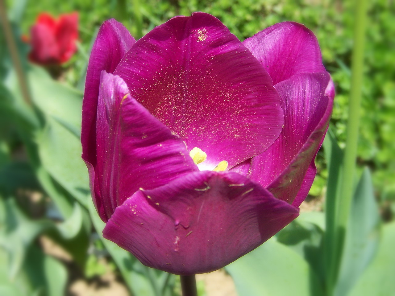 tulipán, poros de nem piszkos