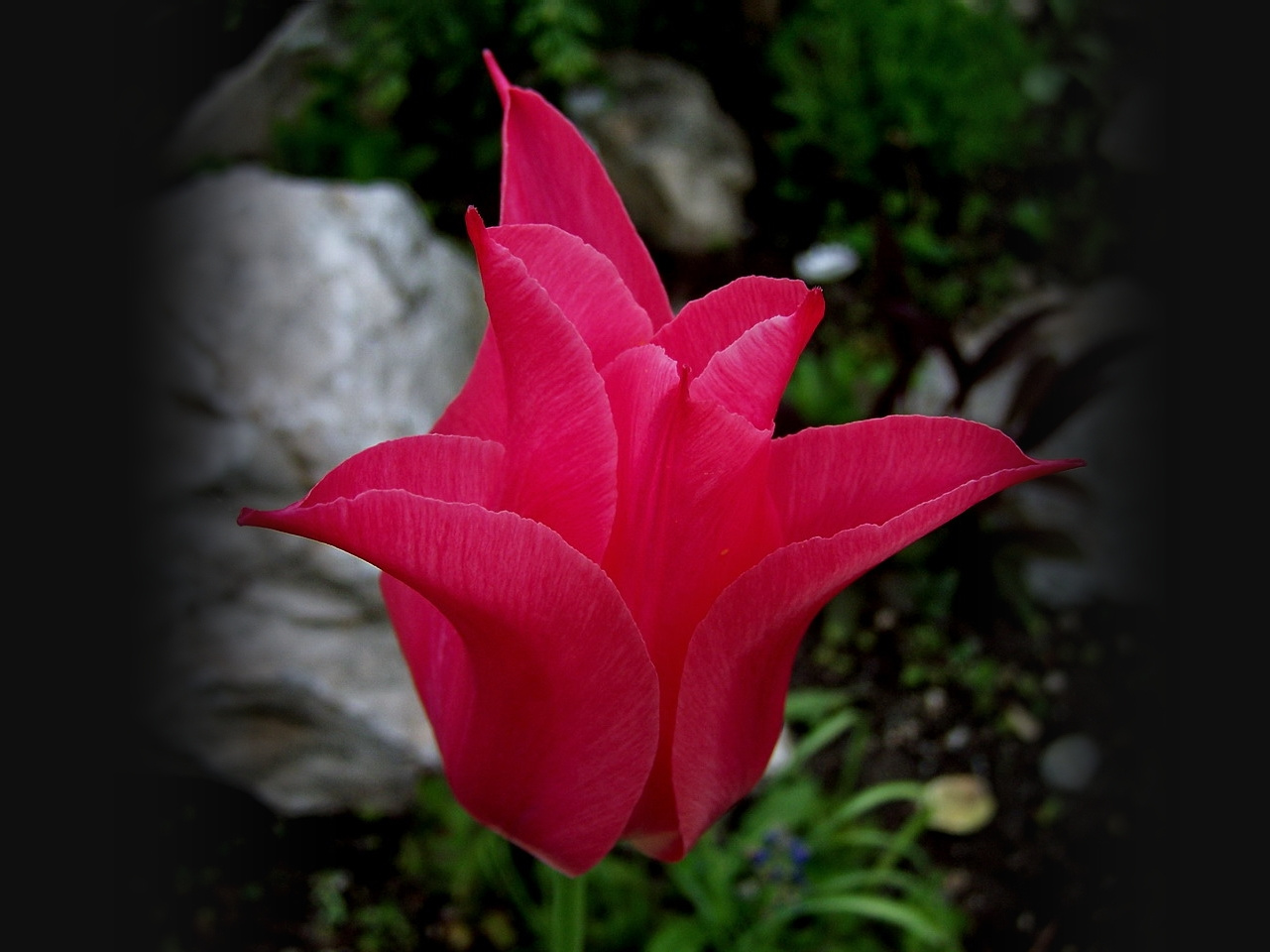 tulipán, erős rózsaszínű hegyes