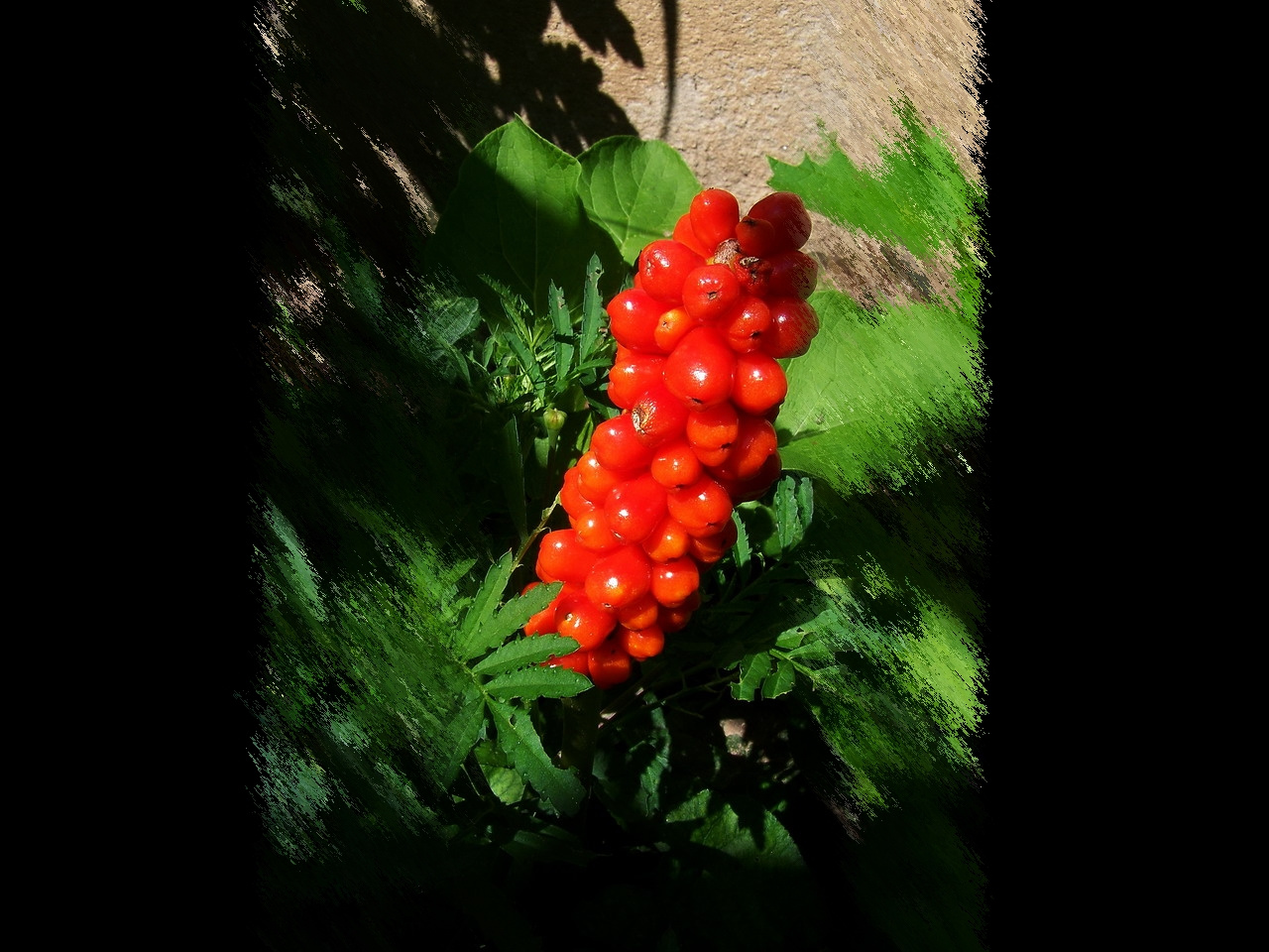 különleges növények, egy ismeretlen piros fürtös