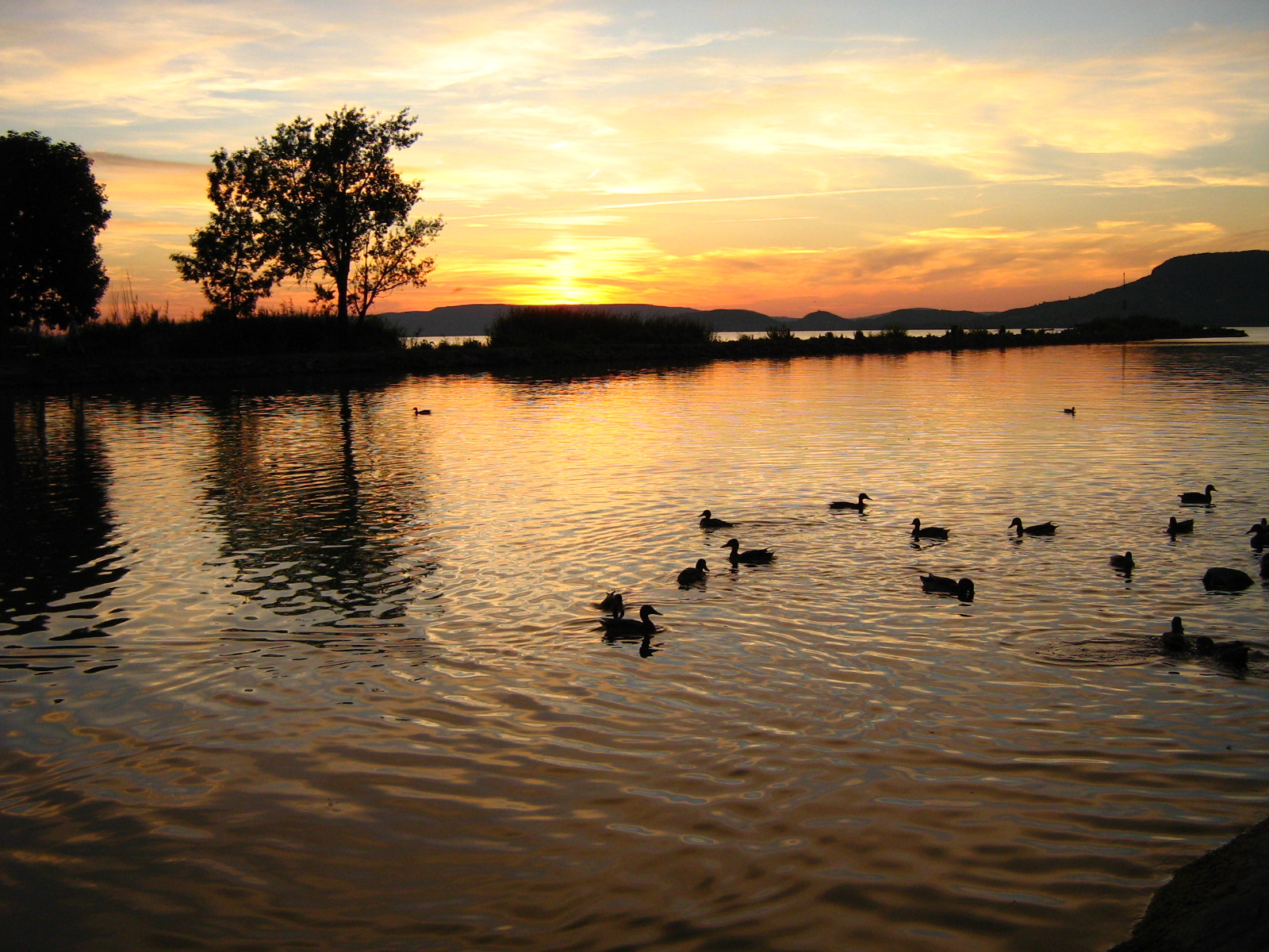 sunset with ducks