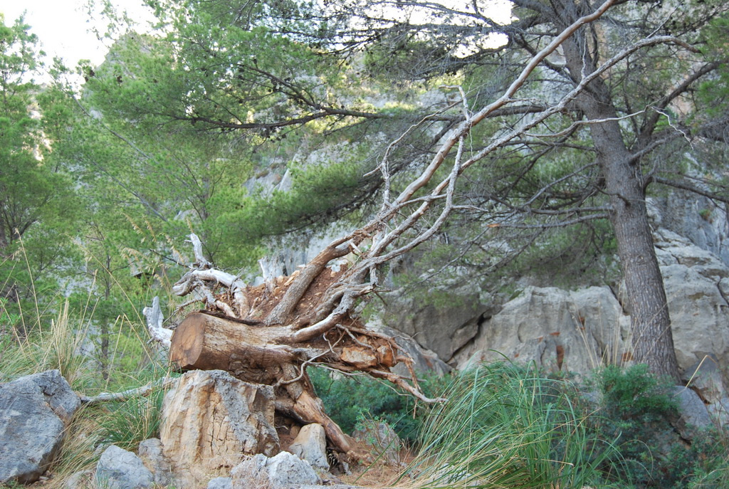 mallorca2008-294