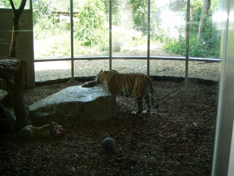 schönbrunn állatkert (38)