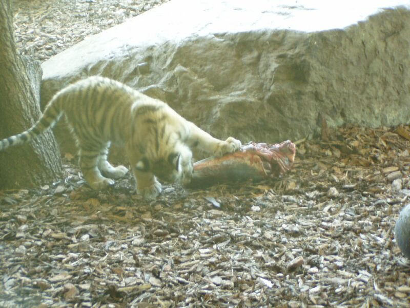 schönbrunn állatkert (37)