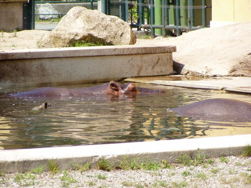 schönbrunn állatkert (47)