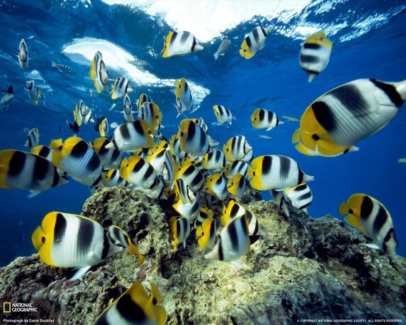 butterflyfish-undersea-xl (Medium)