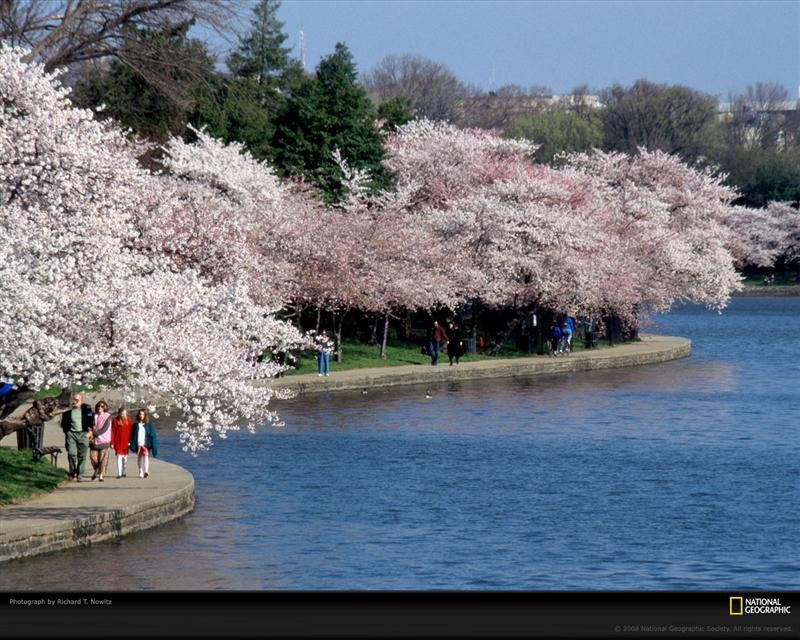 cherry-blossom-festival-basin-387699-xl (Medium)