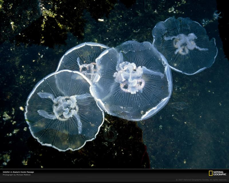 close-up-jellyfish-alaska-92722-xl (Medium)