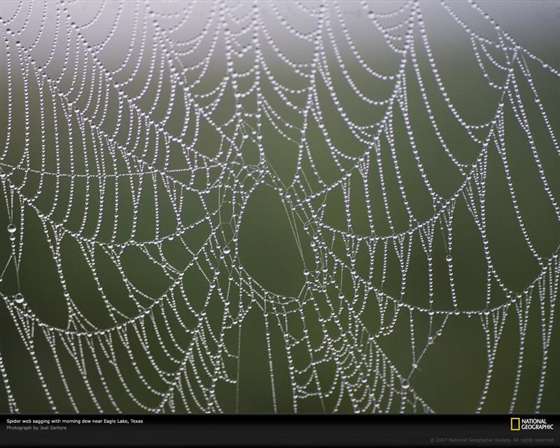 dew-spider-web-698720-xl (Medium)