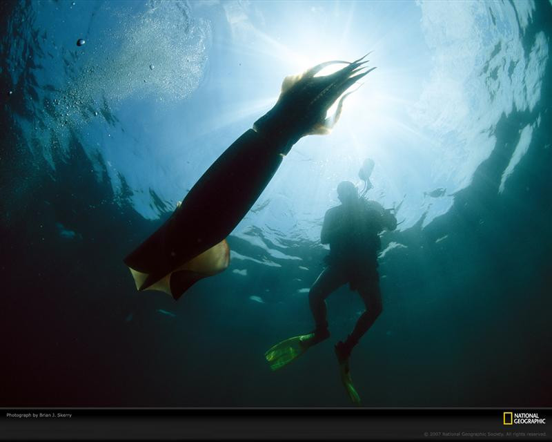 humboldt-squid-and-diver-photography-760214-xl (Medium)