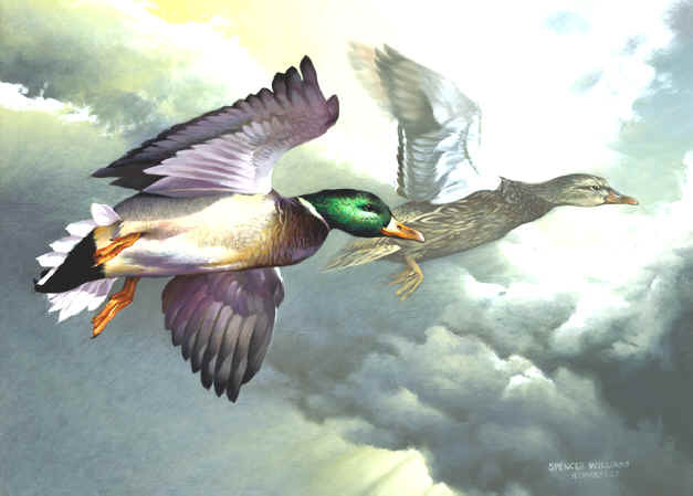 mallards in flight copy.big