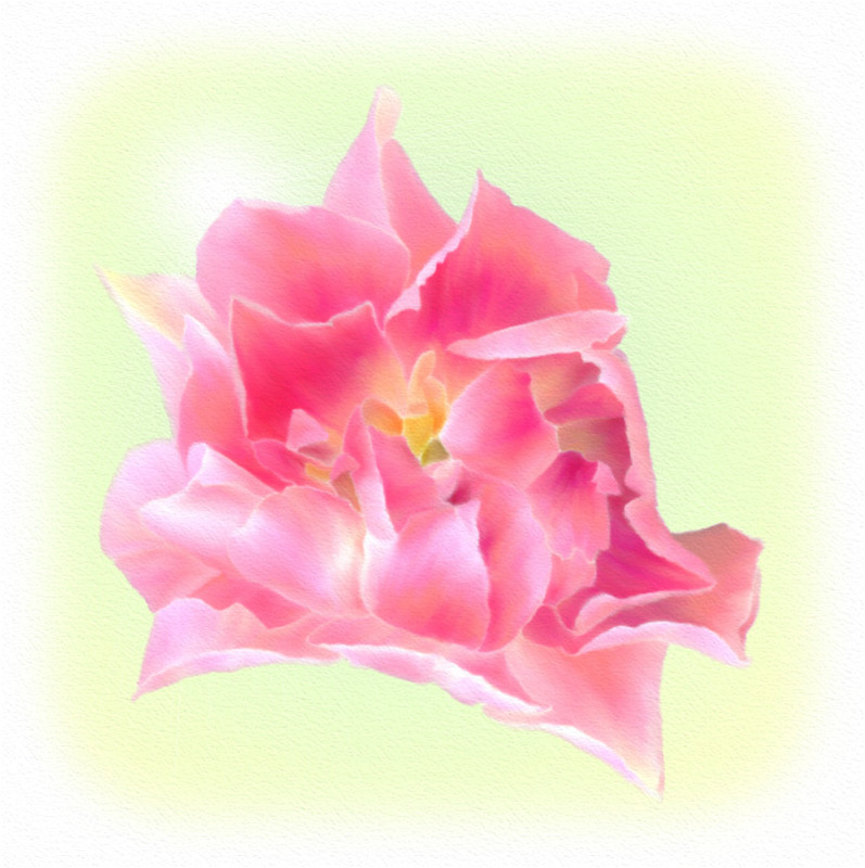 art372pinktulip