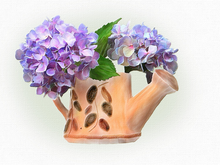 hydrangeas1