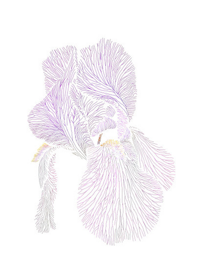 purple iris - veins1