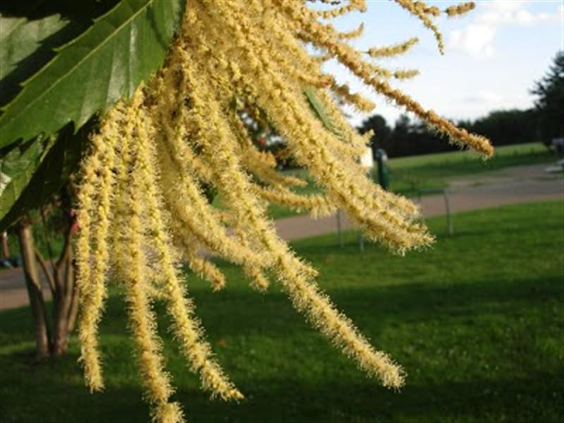 Chestnut flowers (Medium)