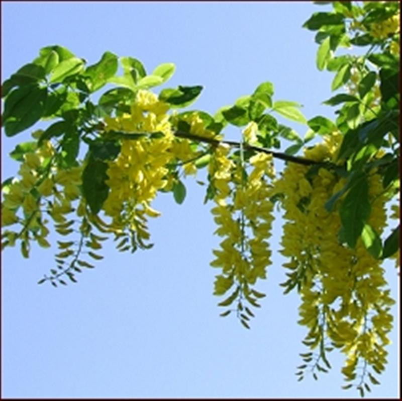 laburnum 04 (Medium)