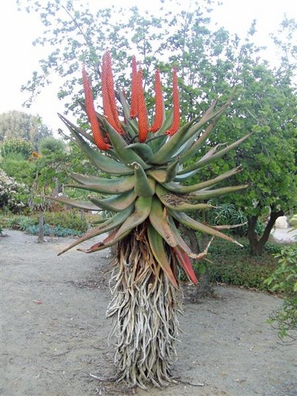 aloe ferox2 (Medium)