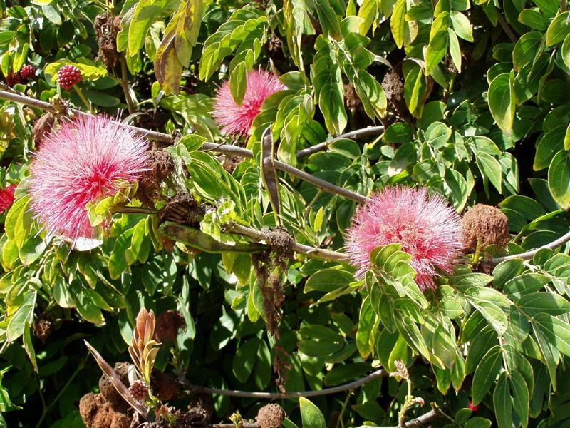 calliandra (Medium)