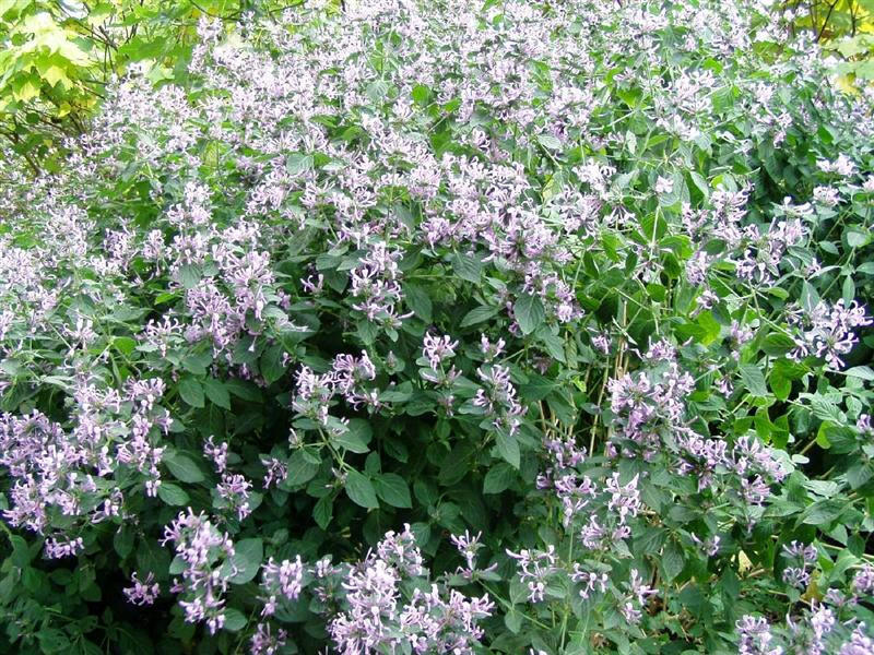 hypoestes aristata (Medium)