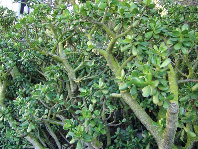 jade plant foliage (Medium)