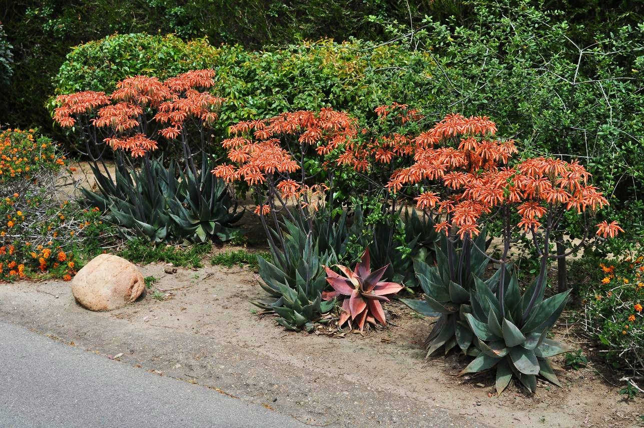 aloe striata