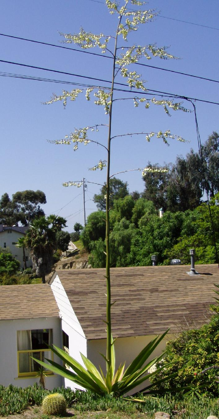 furcraea foetida