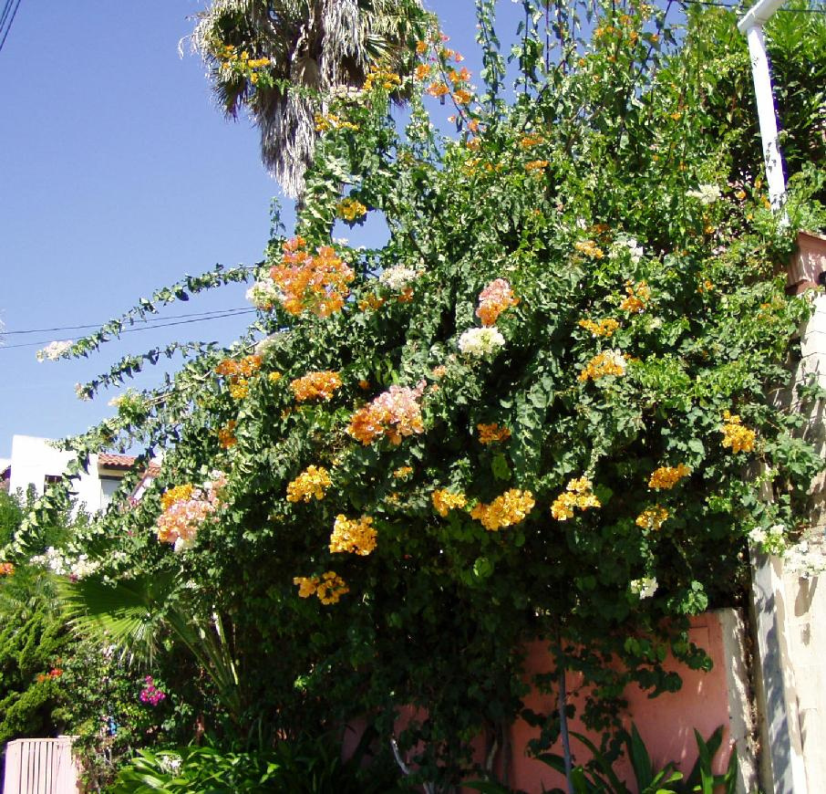 orange bougainvillea