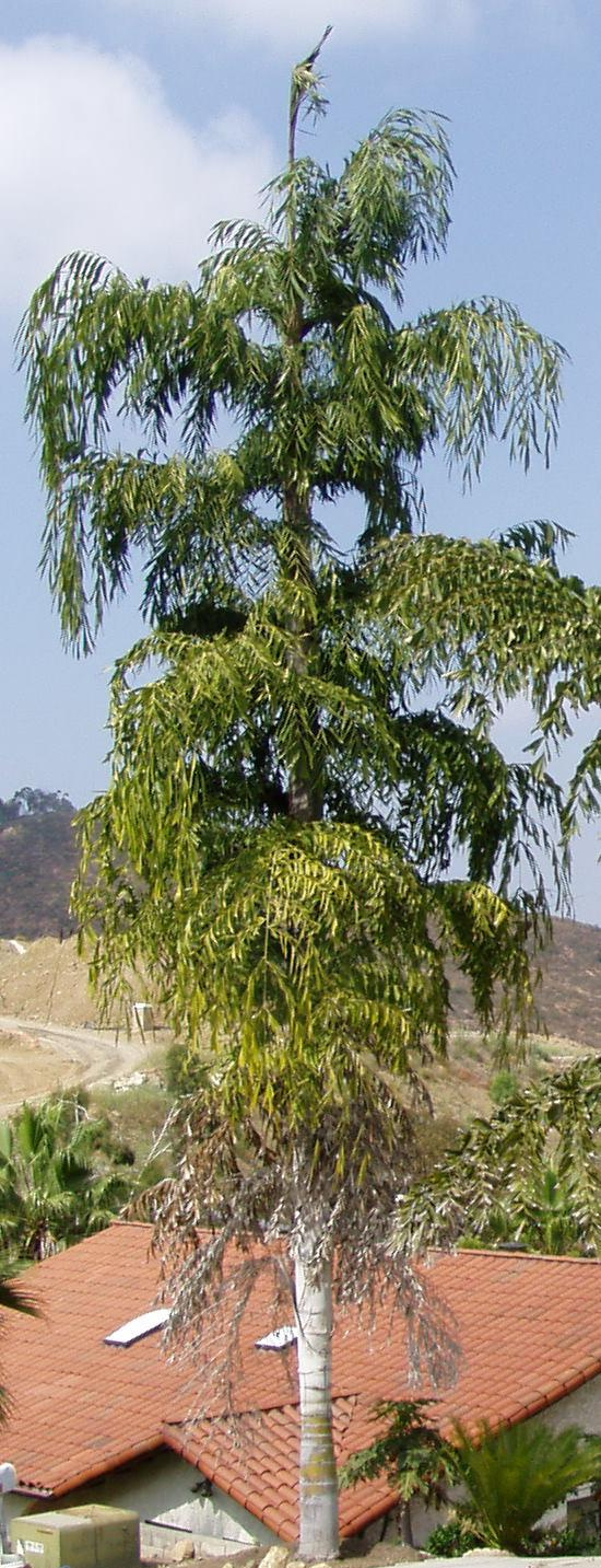 caryota