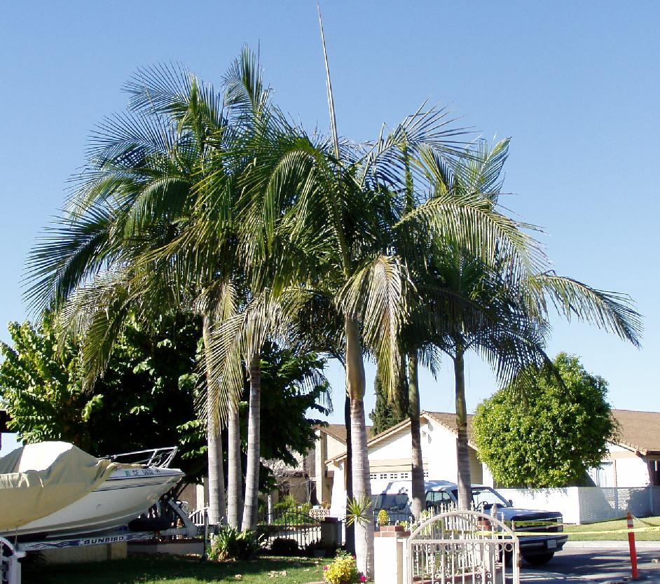 king palms