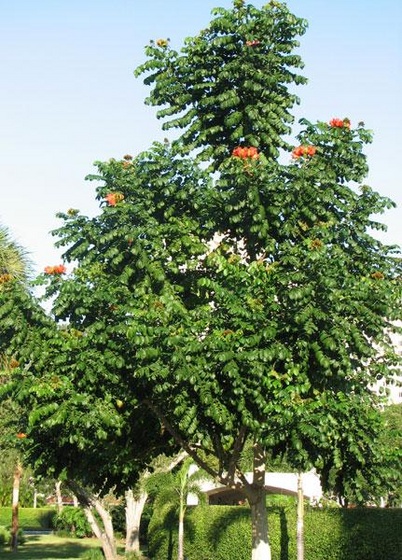 African-Tulip-Tree lg (Medium)