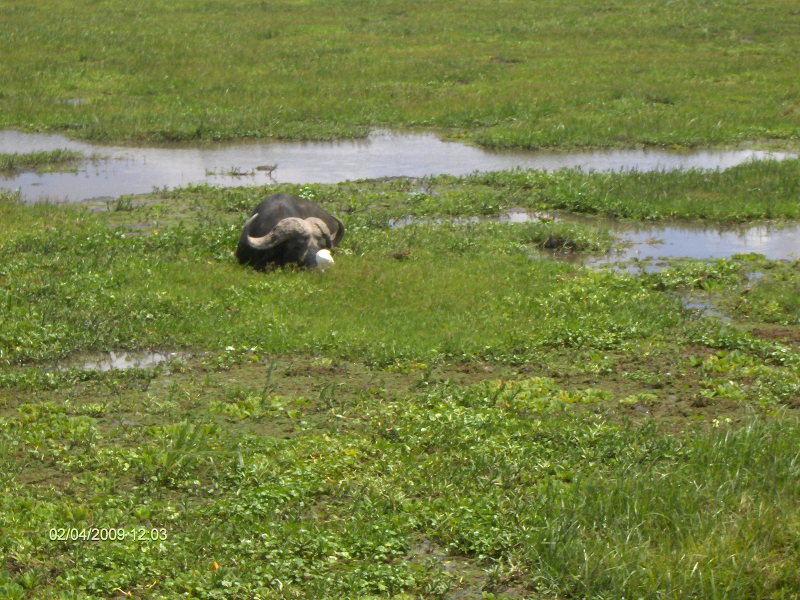 Kenya Amboseli7681 (21)