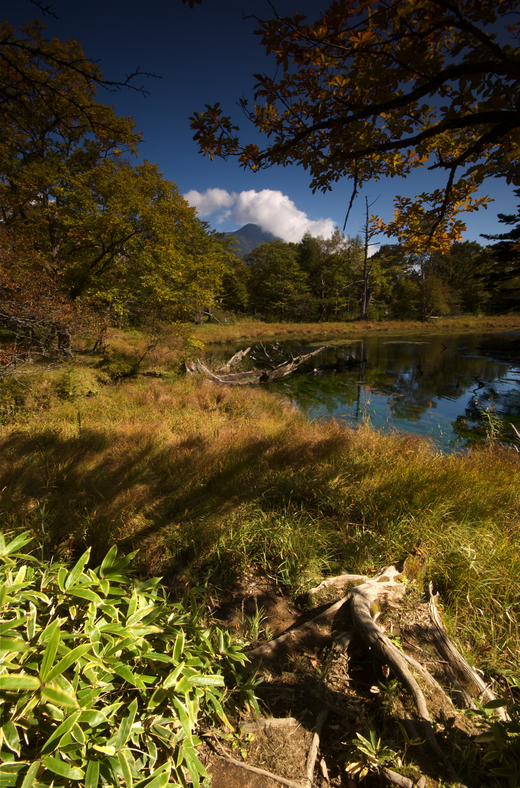 Senjougahara - Nikko