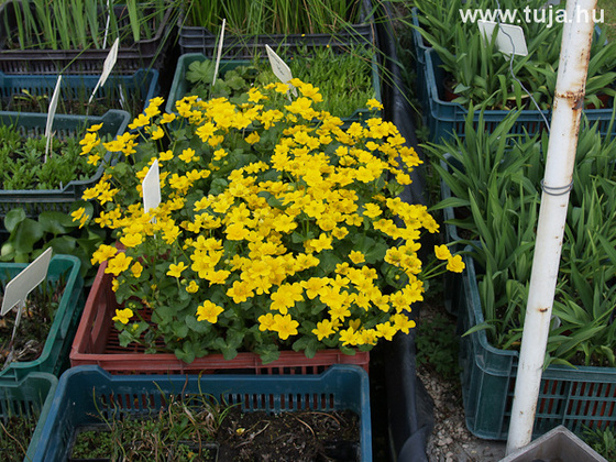 Mocsári gólyahír - Caltha palustris