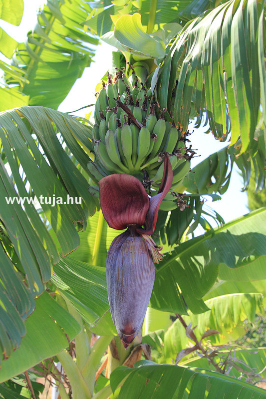 Banán termés és virág