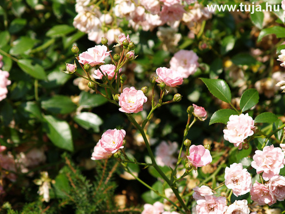 Terülő rózsa virágai - Rosa the Fairy