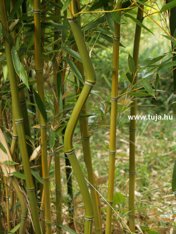 Kínai aranycsíkos bambusz - Phyllostachys aureosulcata