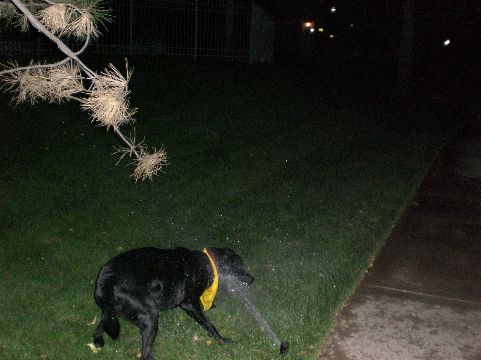 simon&the sprinkler