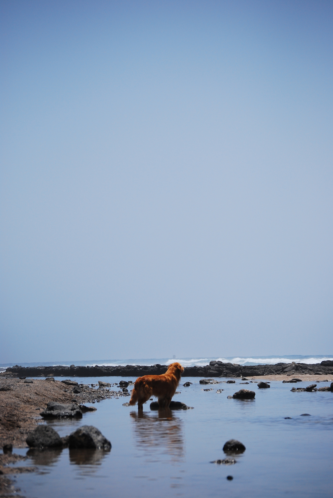 dog and ocean