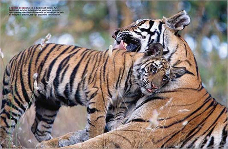 Tigers ON07 3 (Medium)