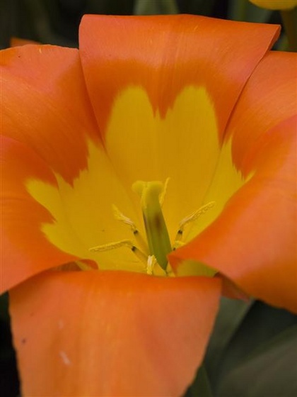 0134keukenhof05-04-09 (Medium)