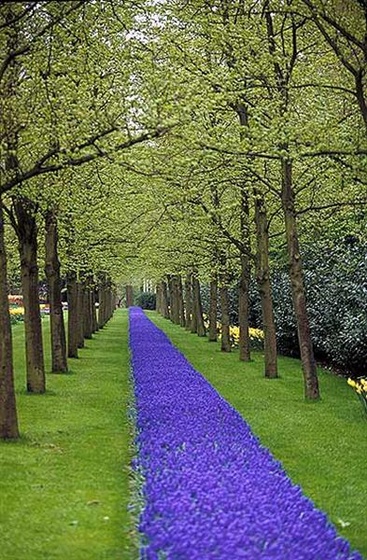 keukenhof (Medium)