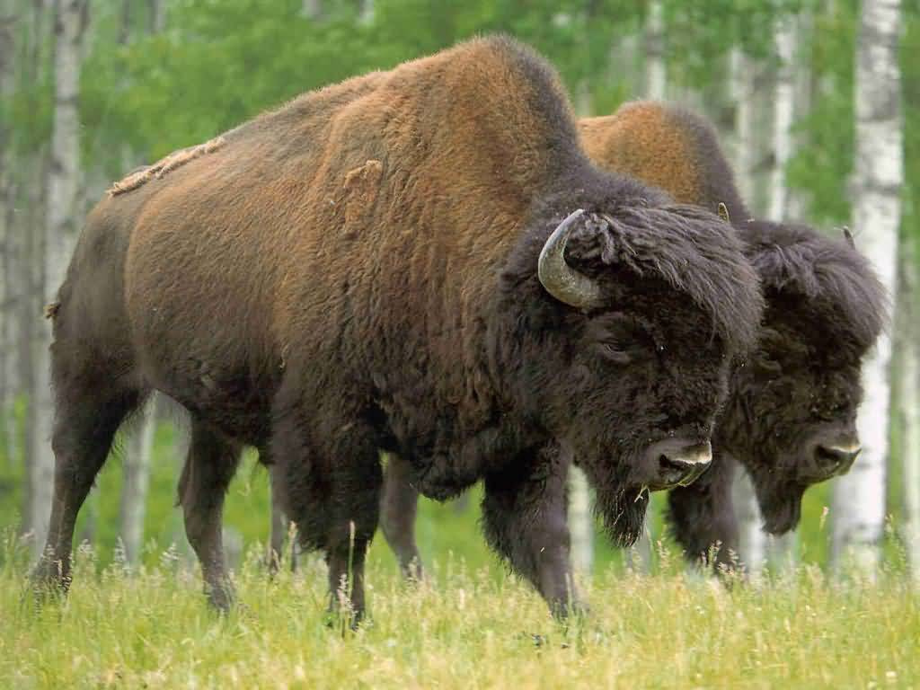 Pair-Of-Buffalo-1024x768