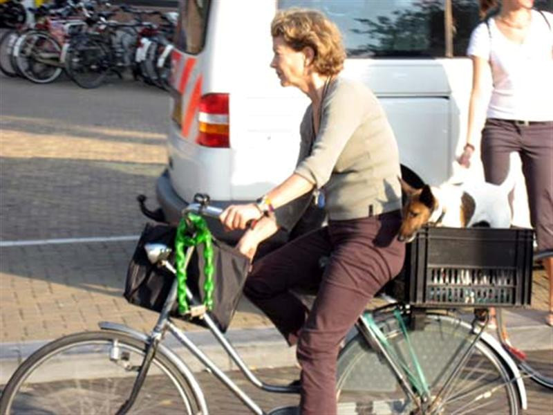 pn8s amsterdam bicycle dog (Medium) (Medium)