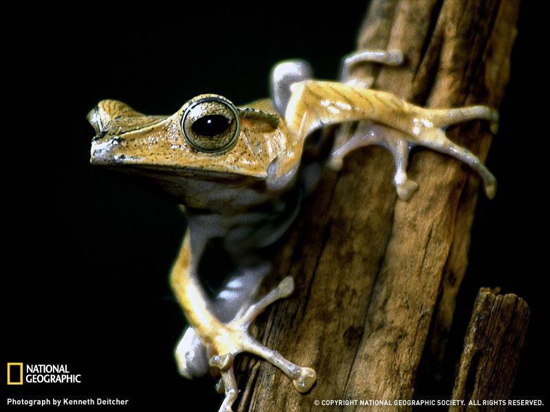 012-tree-frog-south-america-sw (Medium)