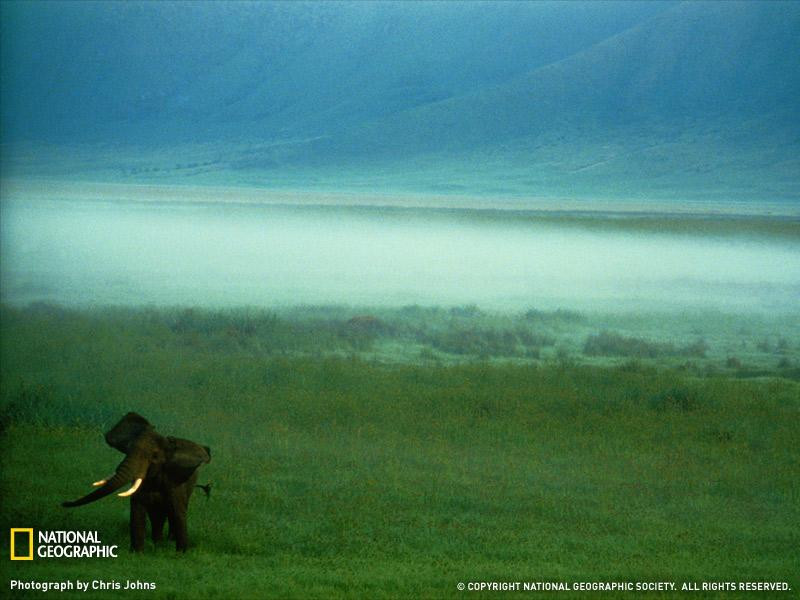 african-elephant-tanzania-051209-sw (Medium)